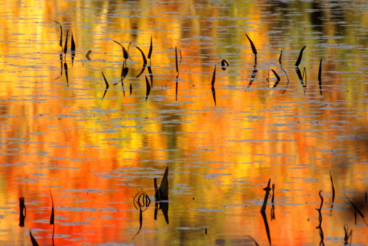 We Must Preserve Our Fourth Estate At All&nbsp;Costs!